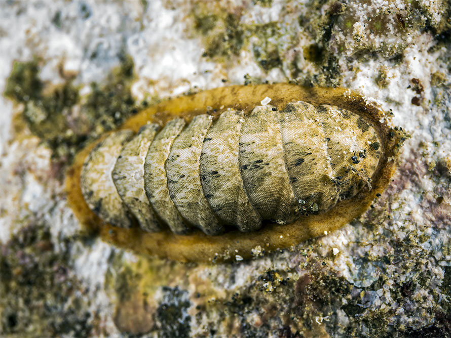 Chiton sp. ZD
